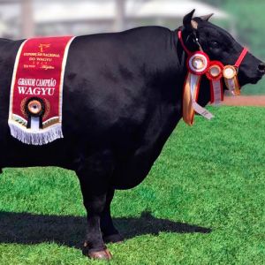 Wagyu - o Boi milenar.