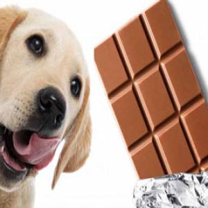 Saiba por que o seu cachorro nunca deve comer chocolate
