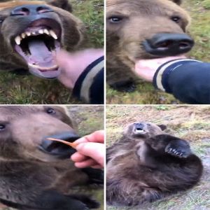 Imagens mostram coisas que só acontecem na Rússia #2