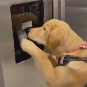 Seu cachorro também gosta de gelo?