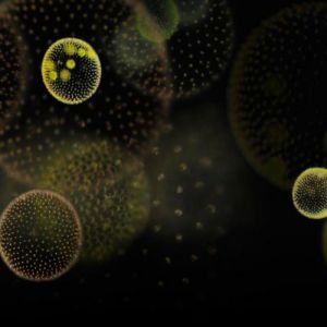 Um olhar fascinante sobre o mundo microscópico