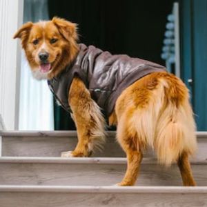 10 Dicas para Você Passear com o Seu Cachorro no Shopping