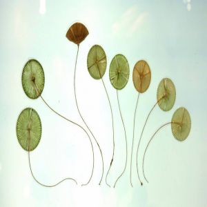 As algas crisofíceas diatomáceas