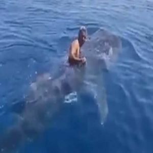 Dublê divide opiniões ao montar em um tubarão-baleia