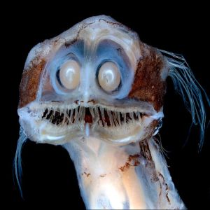 Algumas vezes a natureza é mais assustadora do que você imagina #9