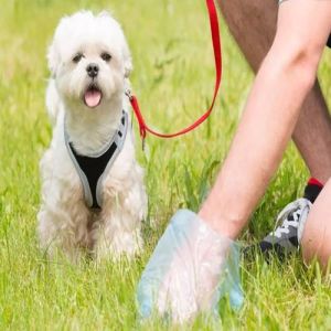 Empresa oferece 6 mil dólares para cheirar cocô de cachorro por dois meses