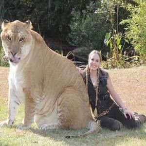 Conheça os animais híbridos mais incríveis 