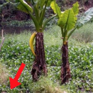 Uma mulher tirou essa foto, mas só depois descobriu que estava a poucos metros de sua morte