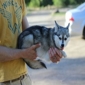 Klee Kai - A miniatura Husky que você provavelmente não sabia que existia