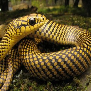 Diferença entre cobra e serpente; saiba como identificar