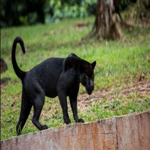 Ouça como pilotos latino-americanos alertaram os passageiros de que há uma onça no avião