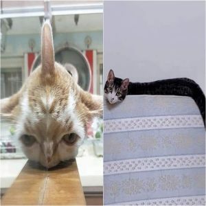 13 Imagens que mostram como o ângulo pode enganar até mesmo o olho mais aguçado