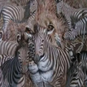 O primeiro animal que você vê na foto revela um grande segredo sobre você