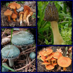 Cogumelos: dos comestíveis aos que podem matar