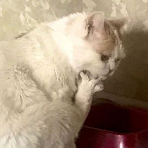 Será que é o whiskas mesmo?