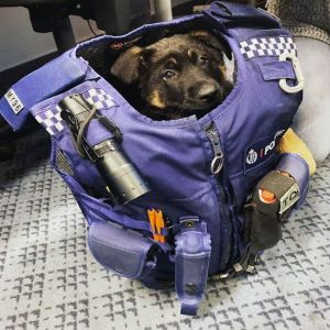 Esses cães policiais não conseguiram parecer durões #2