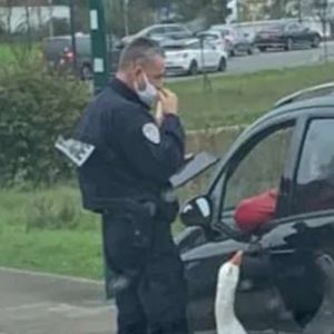 O pato tira é brabo