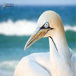 Como aves marinhas sobrevivem tomando água com sal?