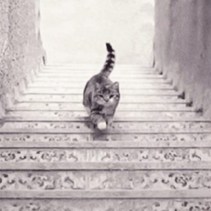 O gato está subindo ou descendo a escada? Veja a resposta e o que isso revela sobre sua personalidade