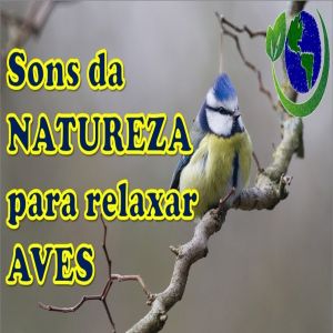 Sons da natureza para relaxar - aves