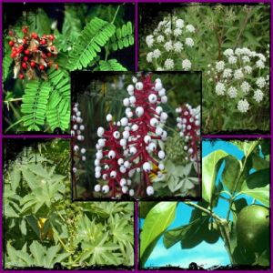 10 plantas venenosas que podem matar