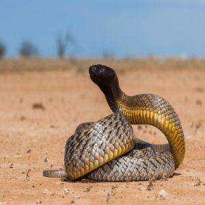 As 5 cobras mais venenosas do mundo