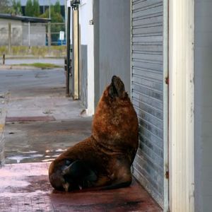 Animais invadem cidades devido ao Coronavírus, veja as imagens 