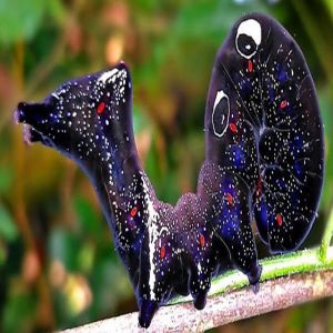 Confira algumas espécies de animais que você nunca viu antes #8