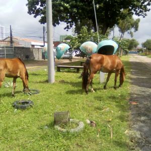 Logradouro dos Animais