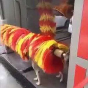  Cachorro sempre limpinho