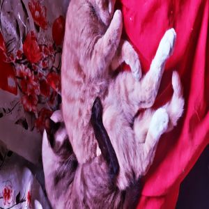 Músicas favoritas dos meus gatos