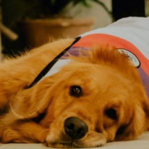 10 Raças de Cachorro para Famílias com Crianças