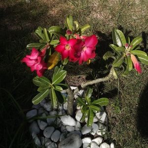 Trouxeram uma mulher adúltera