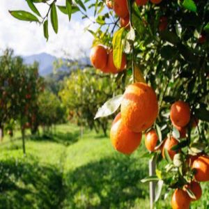 O perigo dos agrotóxicos em frutas e verduras 