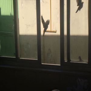 Review - O Dia da Posse