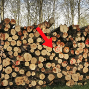 Você consegue encontrar algo escondido nessa imagem? Você vai se impressionar quando achar!