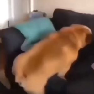 Ele precisou usar o turbo!