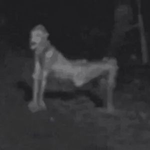 O corpo seco: Uma lenda urbana do folclore brasileiro