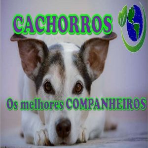 Cachorros os melhores companheiros
