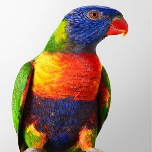 Fotógrafa tira as melhores fotos de pássaros que você vai ver hoje