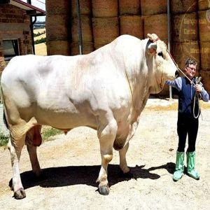 Chianina - A Maior Raça de Gado Doméstico do Mundo