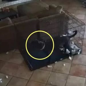 Será um Fantasma? Vídeo mostra cachorro sendo puxado por coleira
