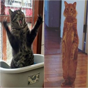 17 gatos hilários que merecem um Oscar