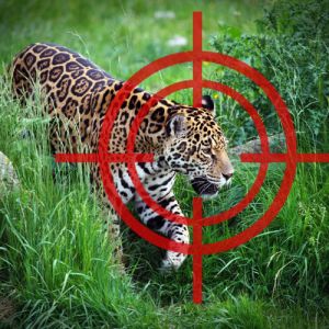 O que nós perdemos quando espécies são extintas?