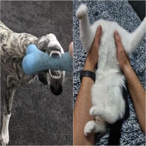 13 imagens que podem confundir até as mentes mais afiadas