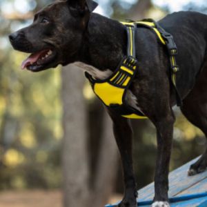 Adestramento de Cães: Erros Comuns a Evitar para o Sucesso no Treinamento