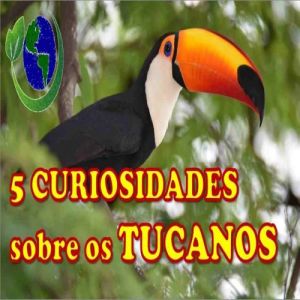 5 curiosidades sobre os tucanos