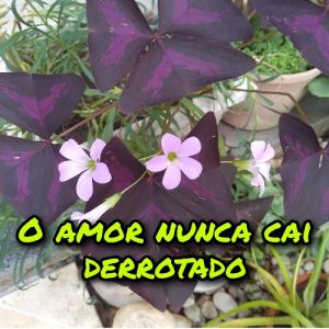 Assim é o amor - parte 3