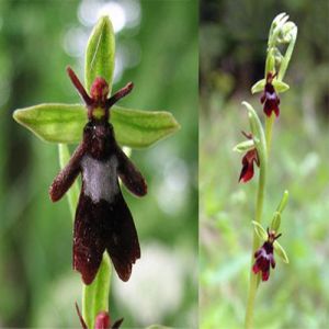 Os 6 fenômenos evolutivos mais bizarros na biologia