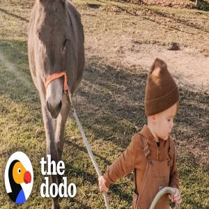 Garotinho e seu melhor amigo burro